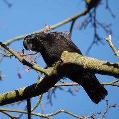 Corvus corone