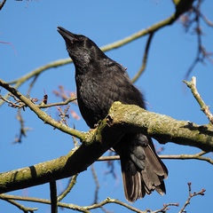 Corvus corone