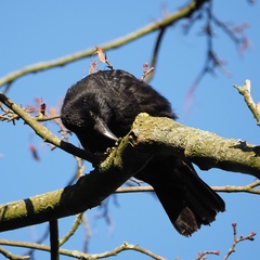 Corvus corone