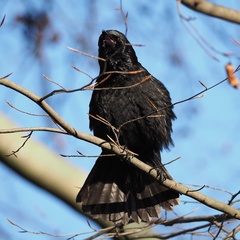 Corvus corone