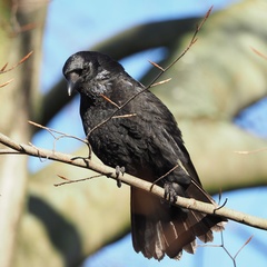Corvus corone
