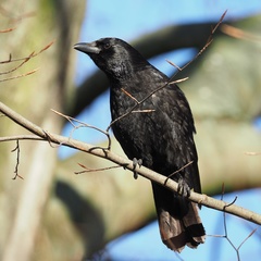 Corvus corone