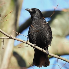 Corvus corone