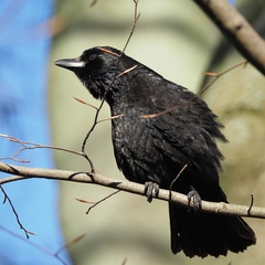 Corvus corone