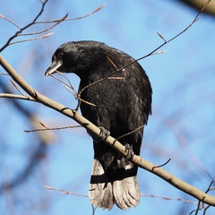 Corvus corone