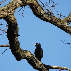 Corvus monedula