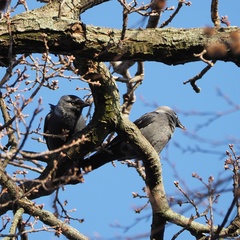 Corvus monedula