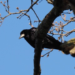 Corvus frugilegus