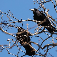 Corvus frugilegus