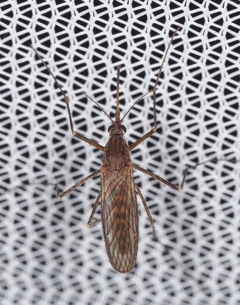Winter Marsh Mosquito