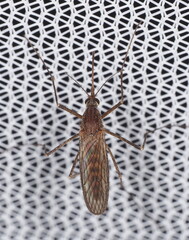 Winter Marsh Mosquito