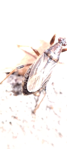 black-striped damsel bug