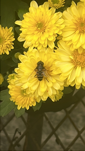 Unknown species found near Yopp Rd, Jacksonville, NC, US