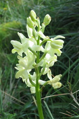 Orchis provincialis