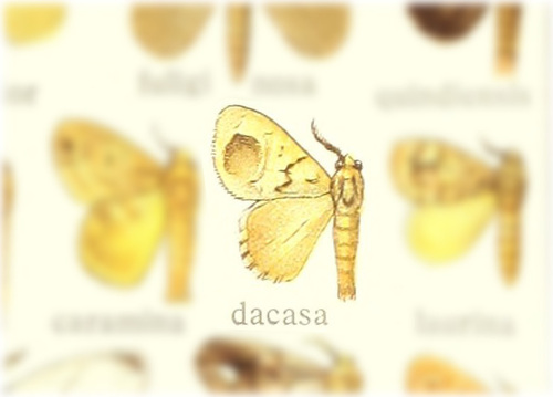 Nesara dacasa