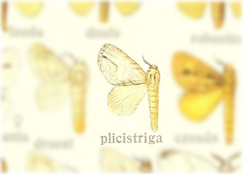 Nesara plicistriga