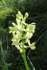 Orchis provincialis