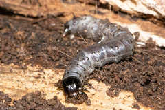 Scolecocampa