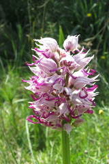 Orchis simia simia