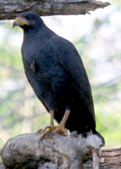 Buteogallus anthracinus anthracinus