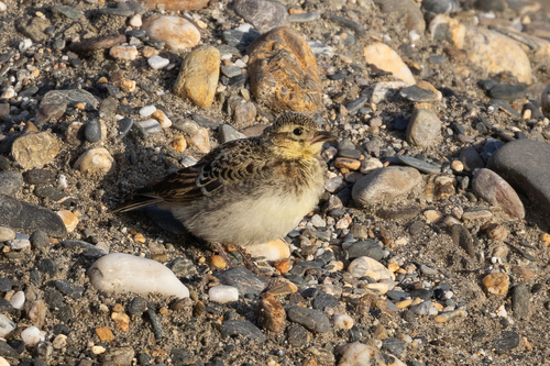 Tibetan Lark (Melanocorypha maxima), photo 5