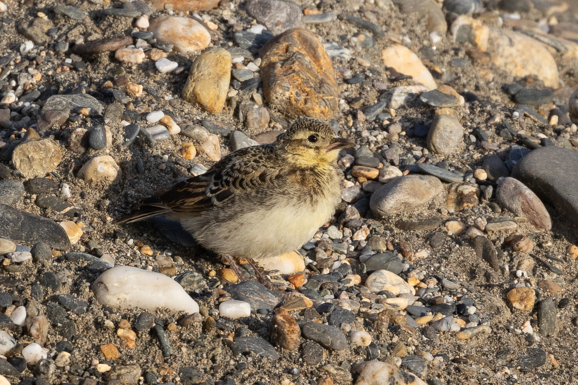 Tibetan Lark (Melanocorypha maxima), photo 7