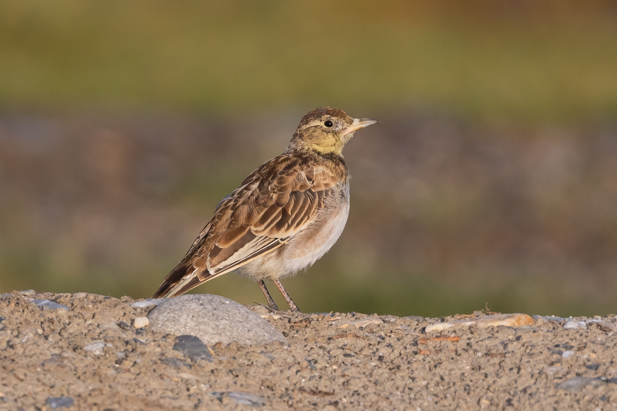 Tibetan Lark (Melanocorypha maxima), photo 2