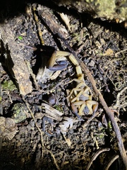 Centruroides limbatus