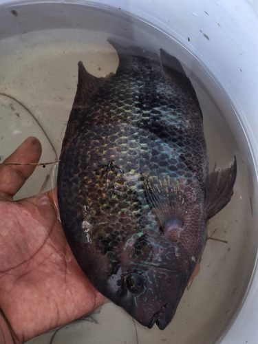 Vieja fenestrata — Cichlidae — 3