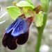 Ophrys iricolor - Photo (c) Ed Alverson, μερικά δικαιώματα διατηρούνται (CC BY), uploaded by Ed Alverson
