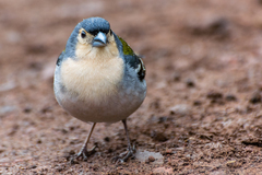 Madeira Chaffinch photo 3