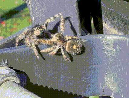 Bold Jumping Spider, Oregon State University, Corvallis, OR, US, photo 6 of 10