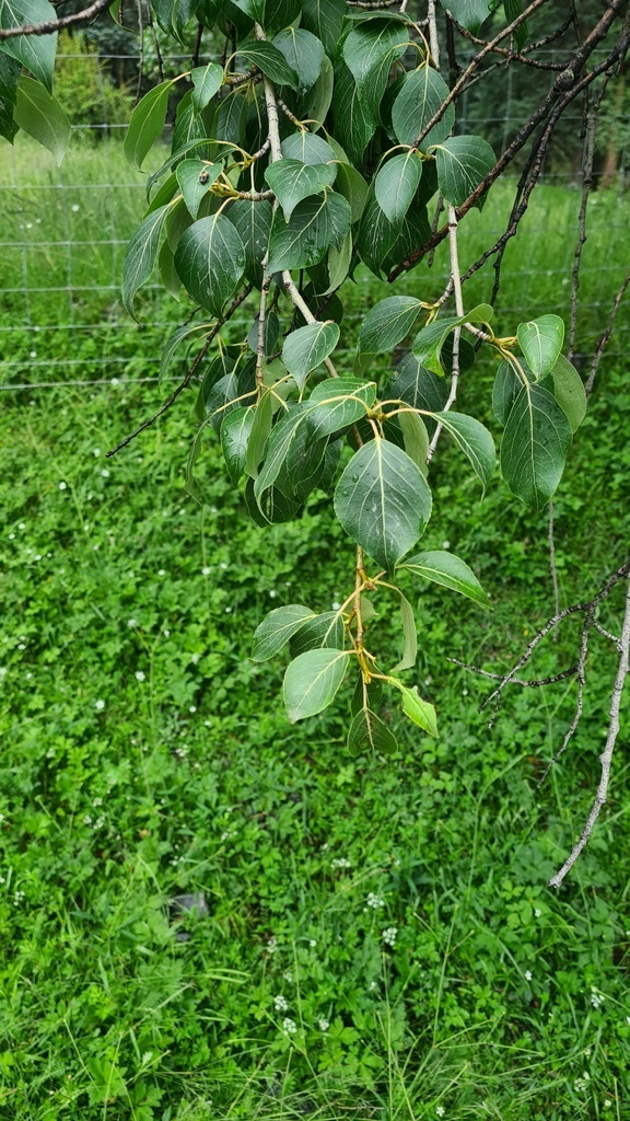 Populus simonii - council-listed tree