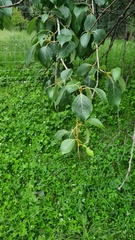 Simon's Poplar (Populus simonii)