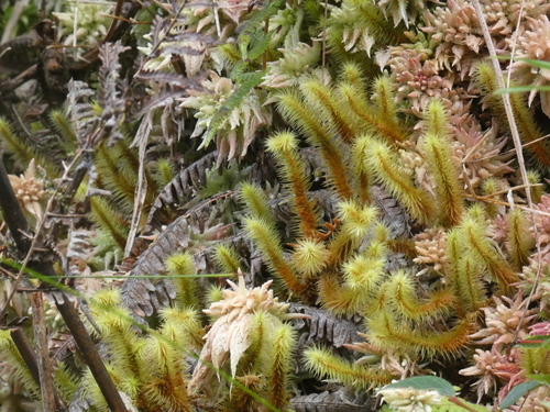 Breutelia arundinifolia observed 2025-10-18