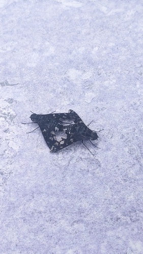 Unknown species found near Tattersall Park, Oakton, VA, US