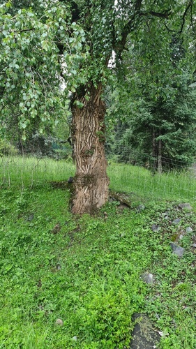 Populus simonii, photograph 2