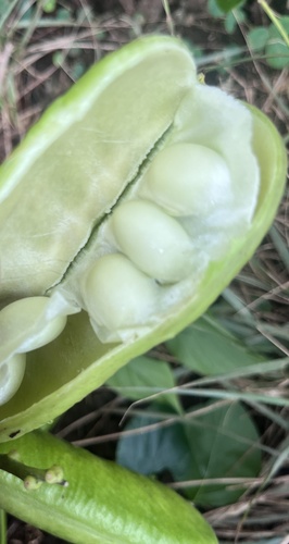 Canavalia cathartica