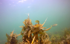 Meuschenia hippocrepis