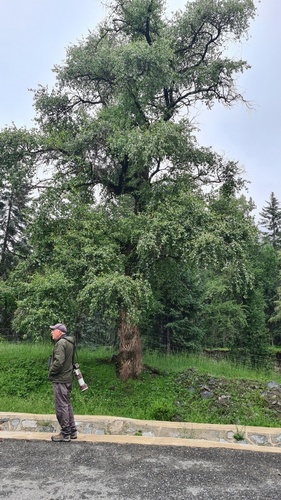 Populus simonii, photograph 3