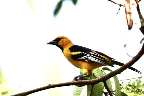 Altamira Oriole (Icterus gularis)