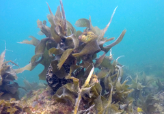 Meuschenia hippocrepis