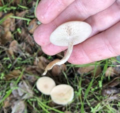 Clitocybe salmonilamella
