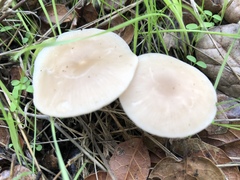 Clitocybe salmonilamella