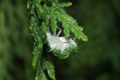 Gephyrellula violacea
