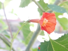 Ipomoea indivisa