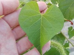 Ipomoea indivisa
