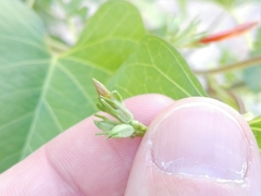 Ipomoea indivisa