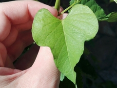 Ipomoea indivisa
