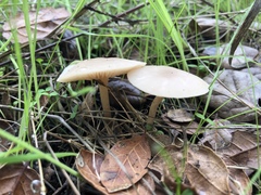 Clitocybe salmonilamella